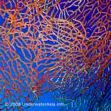 Coral Garden Photo